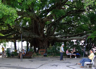 Praça XV - Figueira centenária